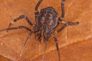 Media type: image;   Invertebrate Zoology 31588
